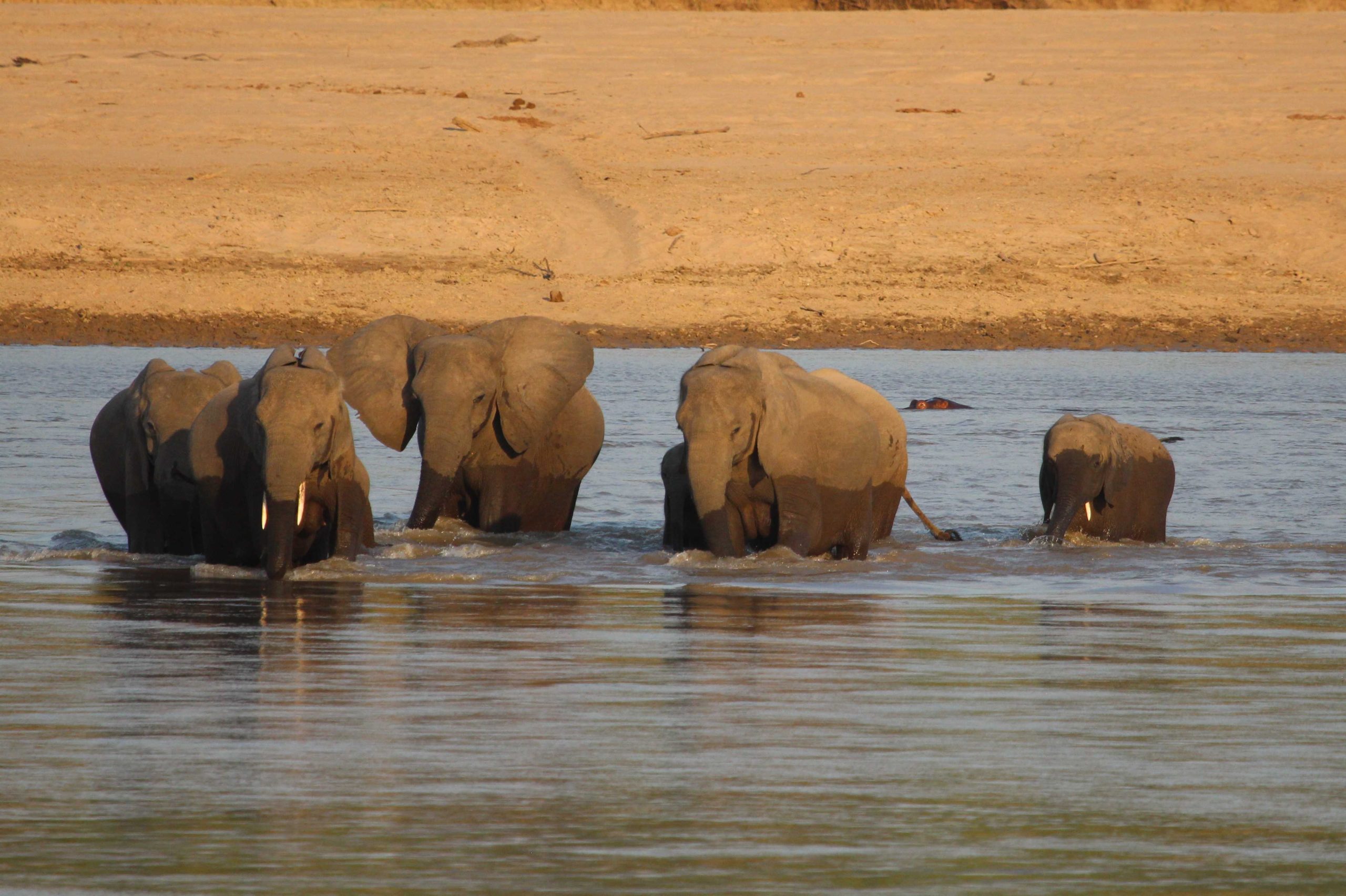 elephnats crossong river