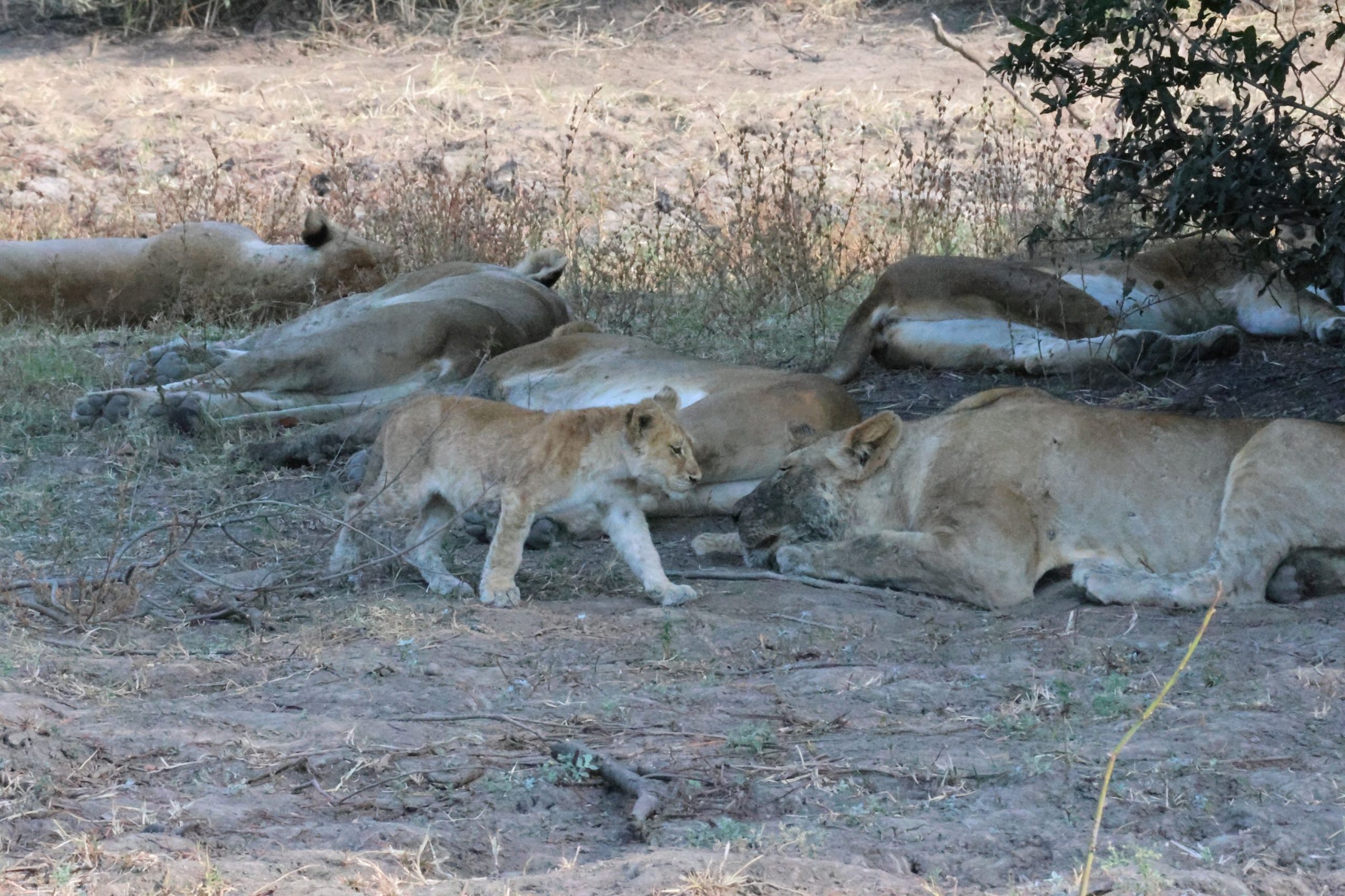 Sunset lake Kariba africa